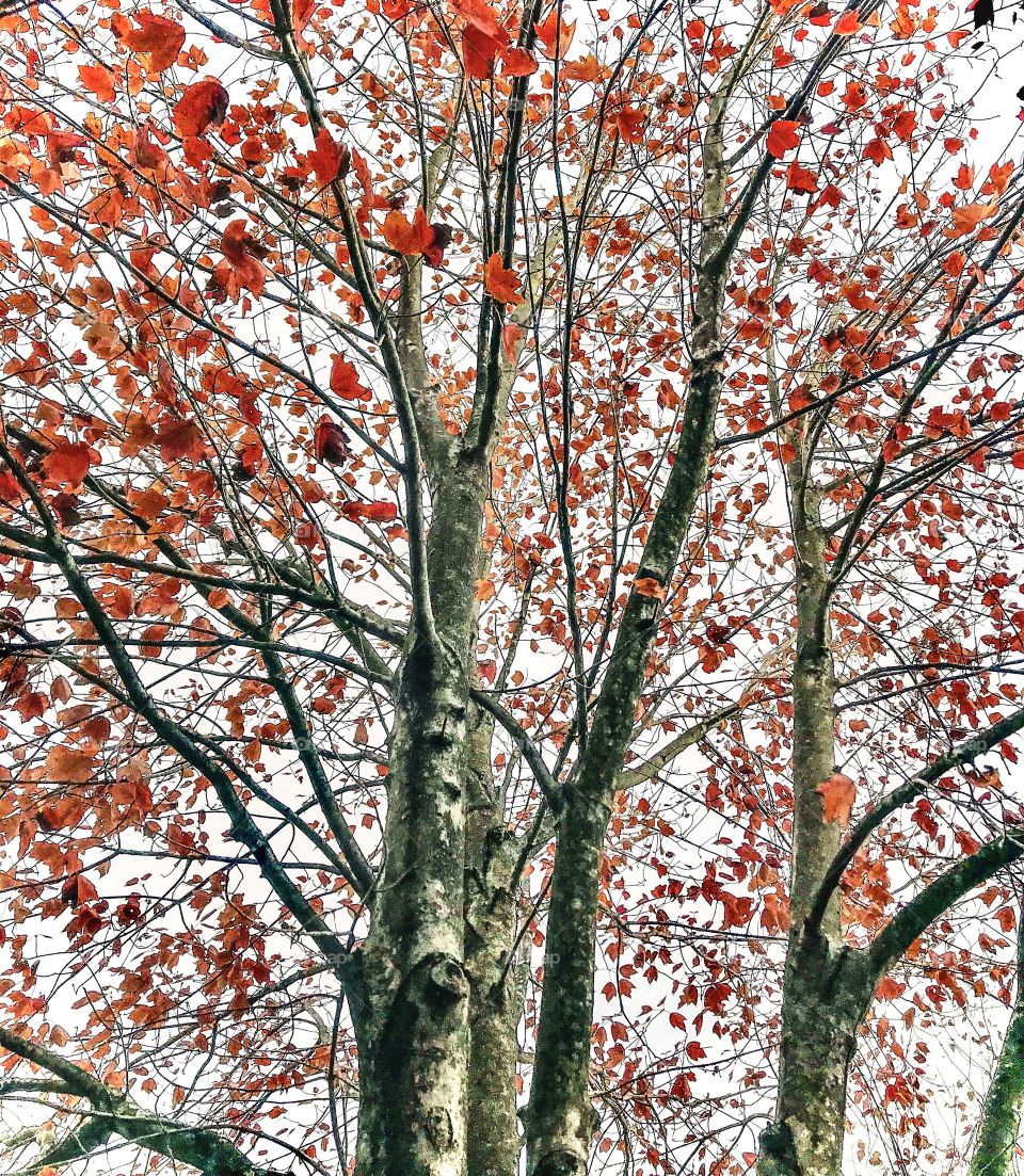 Brilliant rusty colors autumn leaves 
