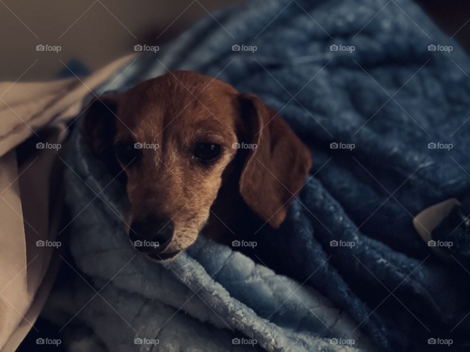 My pet dachshund covered with blue cozy blanket at night at home in cold season 