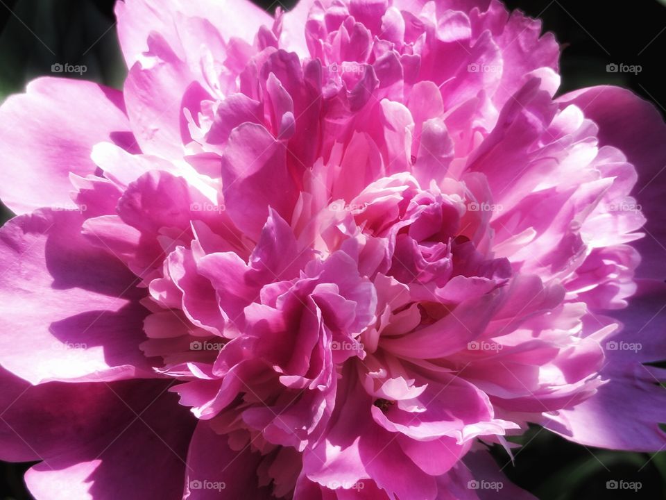 It’s Peony time