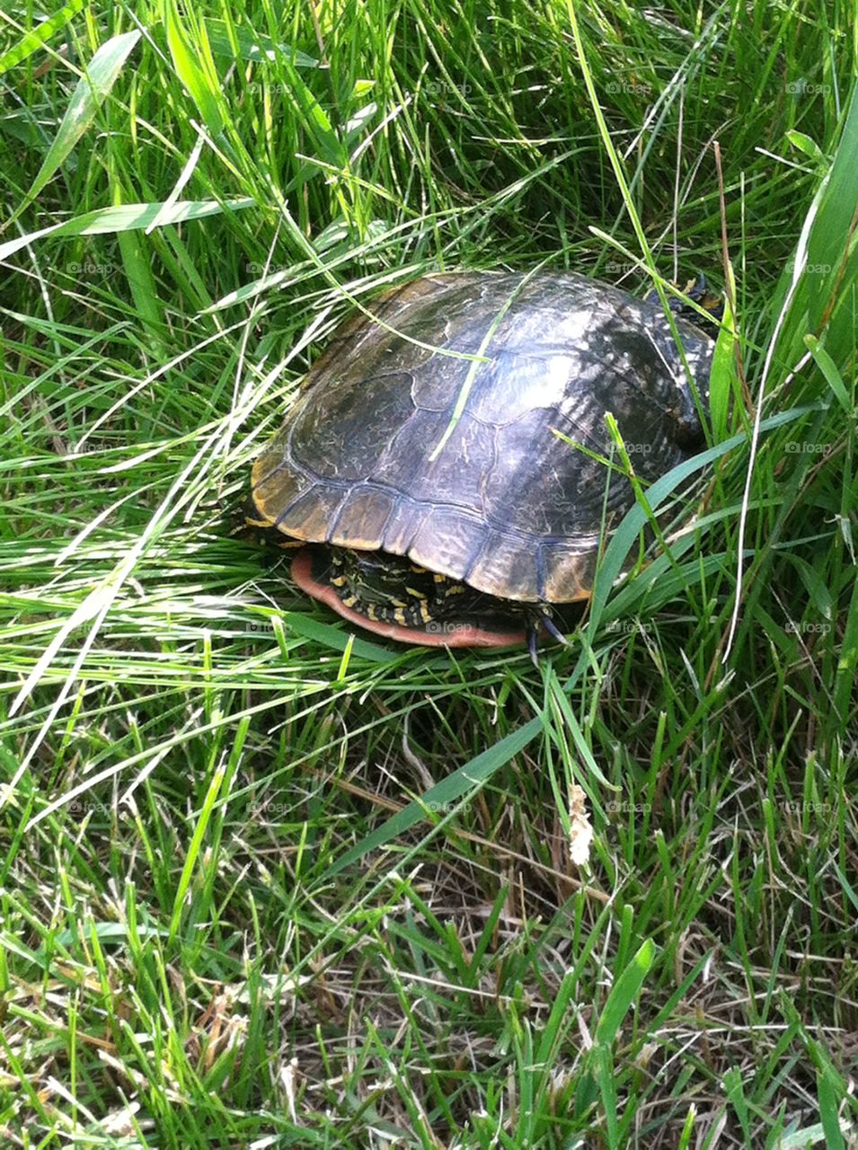 Turtle in its shell hiding in a grove of green grass