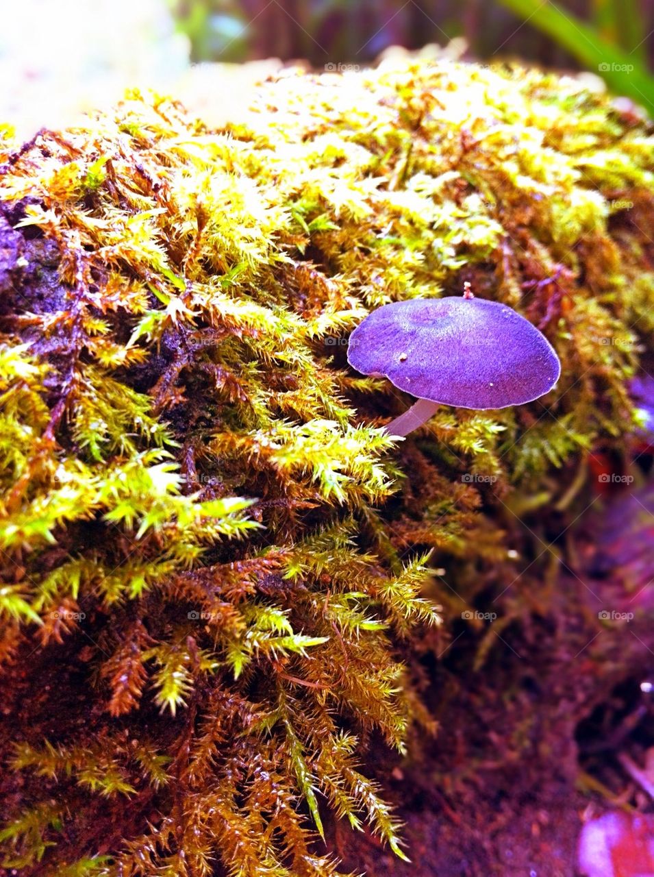 Purple mushroom