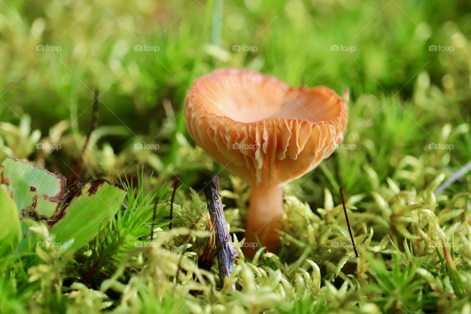 Wild mushroom Adirondacks New a York State, closeup in the grass 