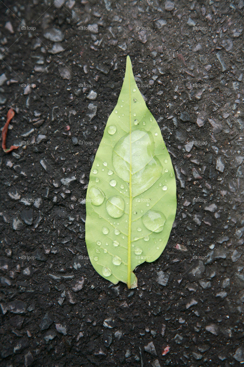 nature colors water leaf by king