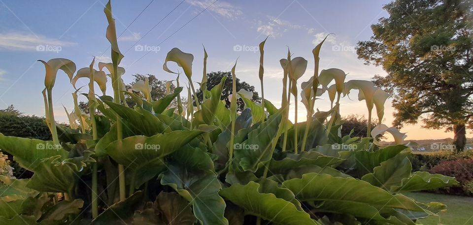 Calla lily with sunset Northern Ireland summer garden and beautiful sky at summertime