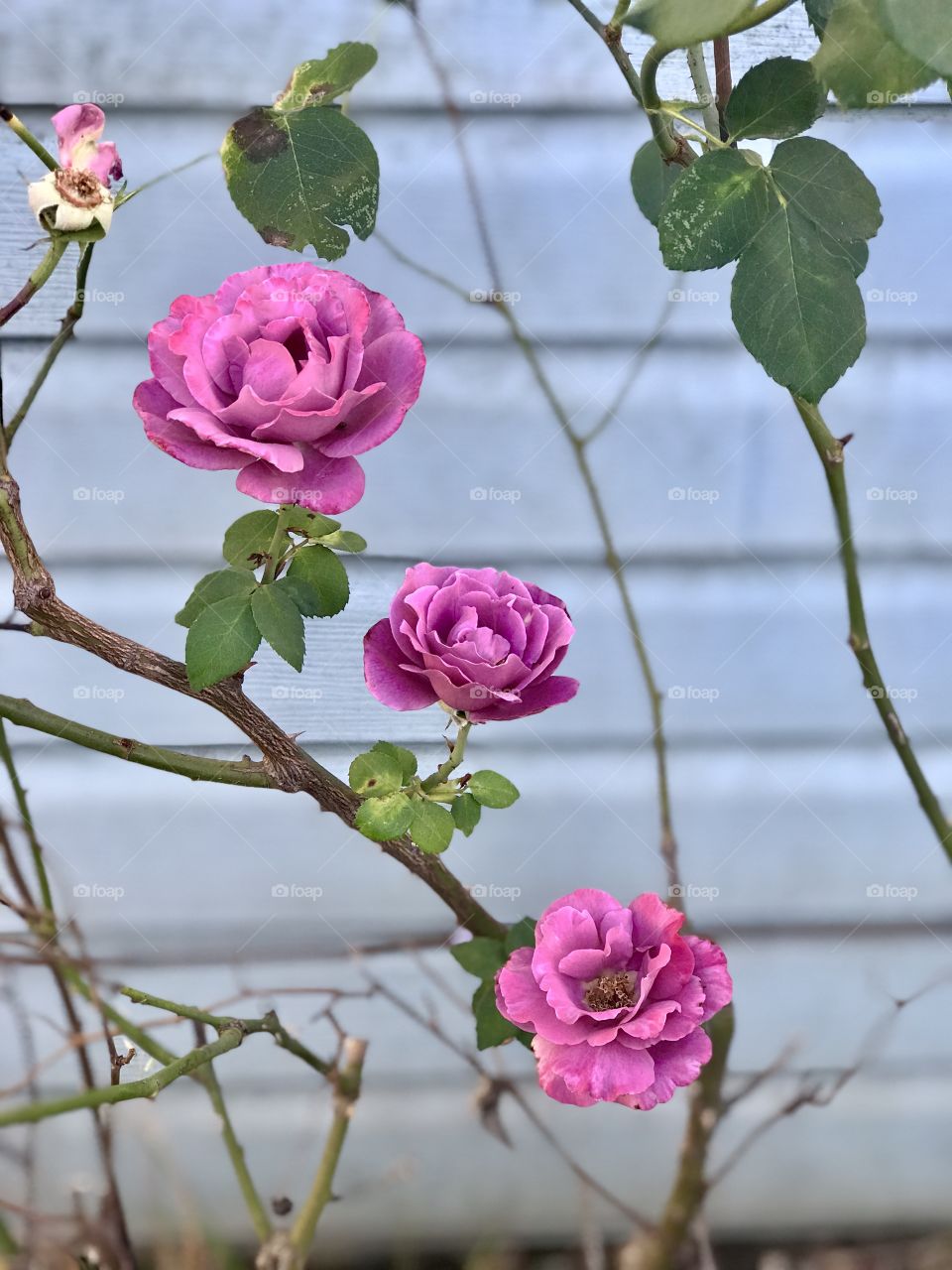 My Heart Is With You 