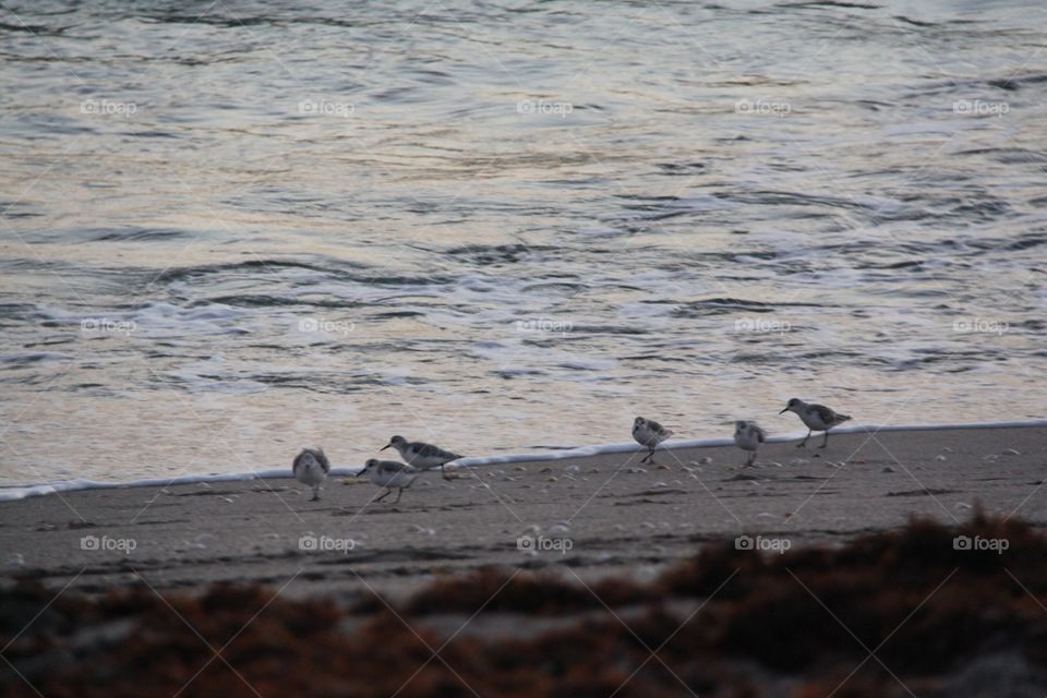 Sandpipers walking the beach