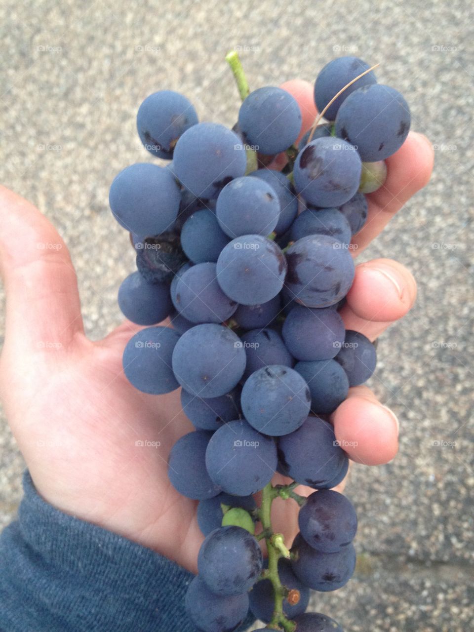 Grape cluster 