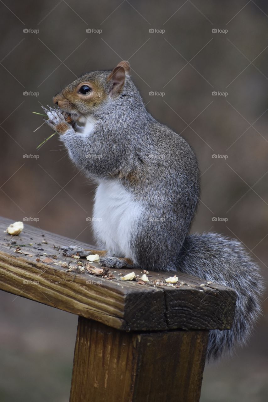 Squirrel Eating Acorn and Making a Mess