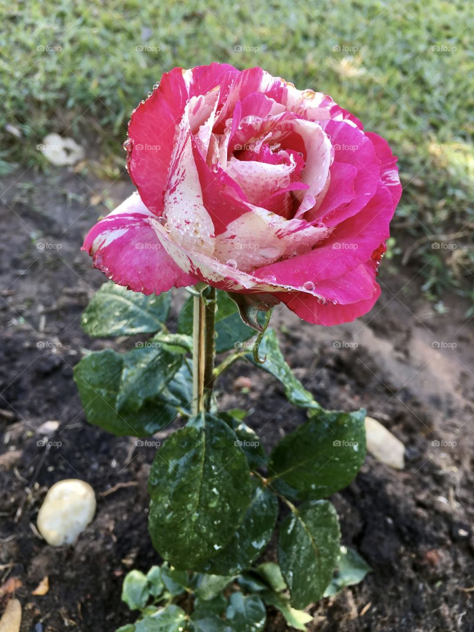 🌹 🇺🇸 Very beautiful flowers to brighten our day.  Live nature and its beauty. Did you like the delicate petals? / 🇧🇷 Flores muito bonitas para alegrar nosso dia. Viva a natureza e sua beleza. Gostaram das pétalas delicadas? 
