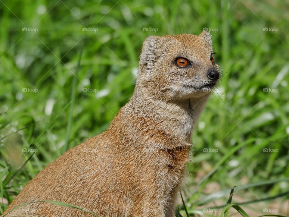 Beautiful eyes of yellow mongoose