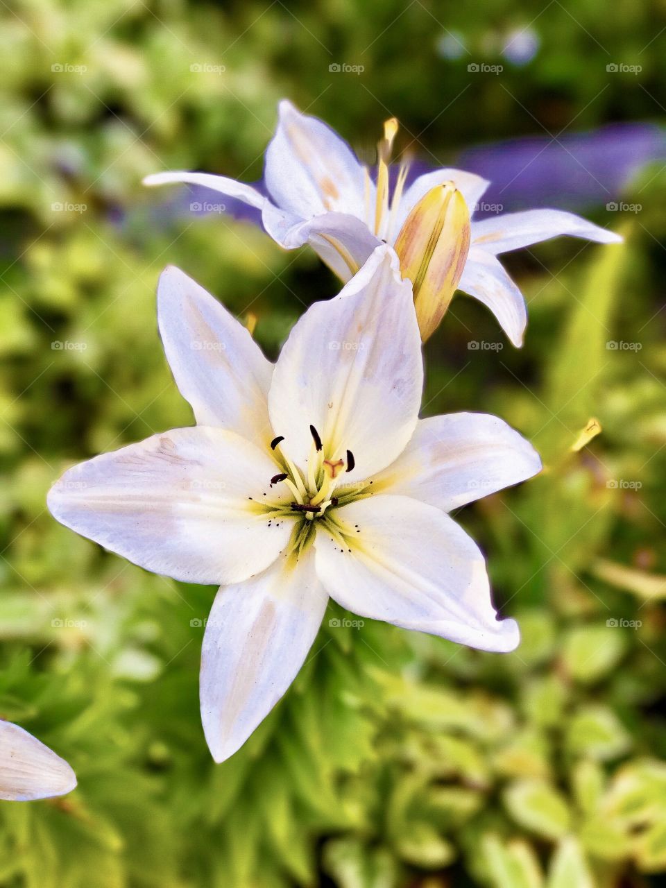 There is a time and a place for everything in life, but when we bloom is when we truly come alive! 