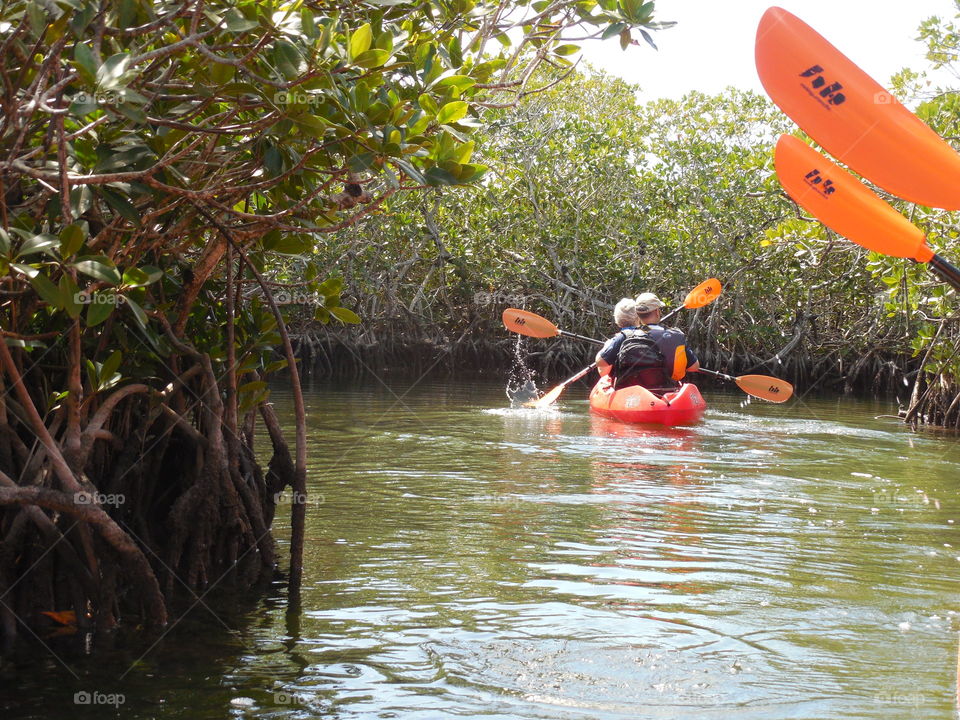 Paddles & trees . Everglades 