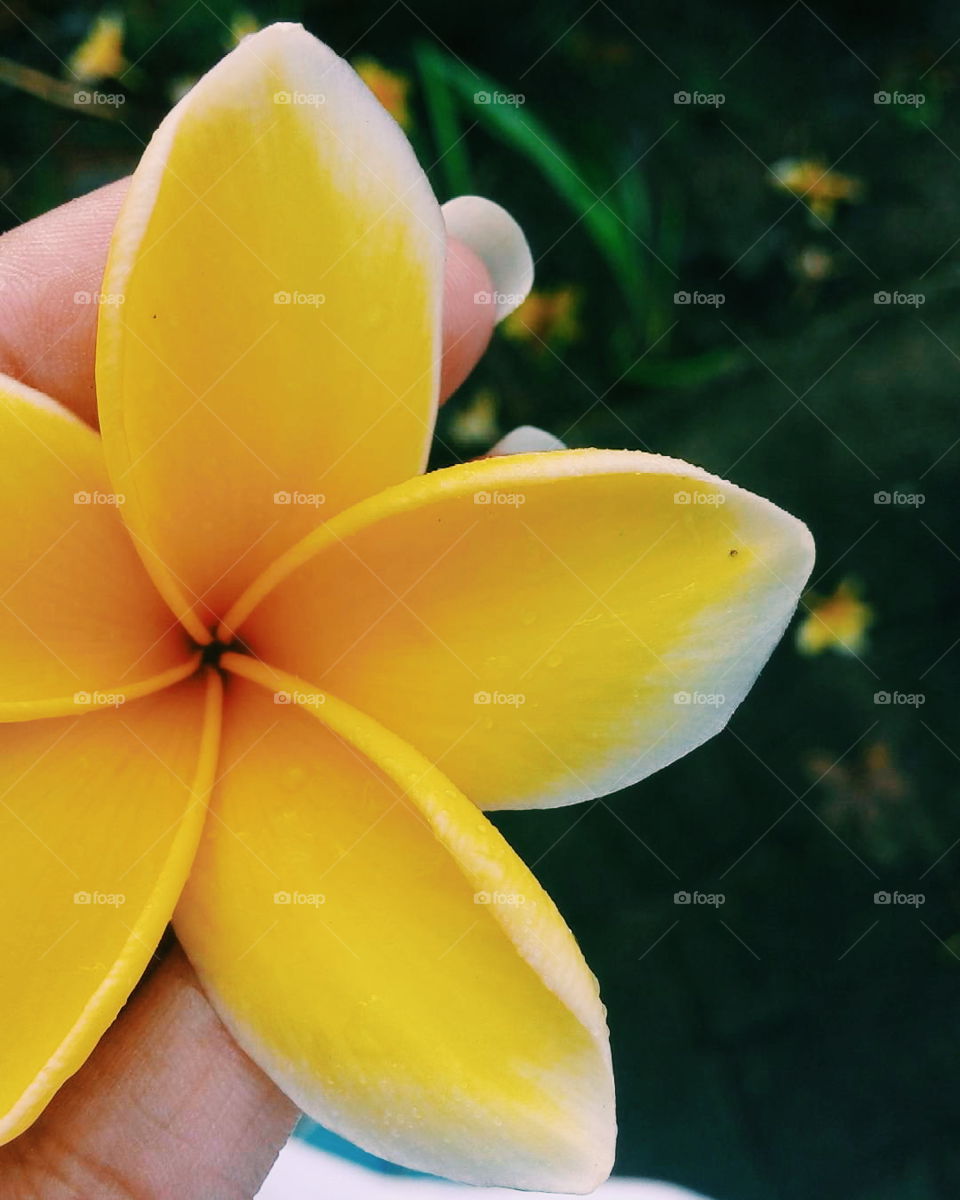  Paling  Bagus  11 Gambar  Bunga  Kamboja  Kuning Gambar  Bunga  HD