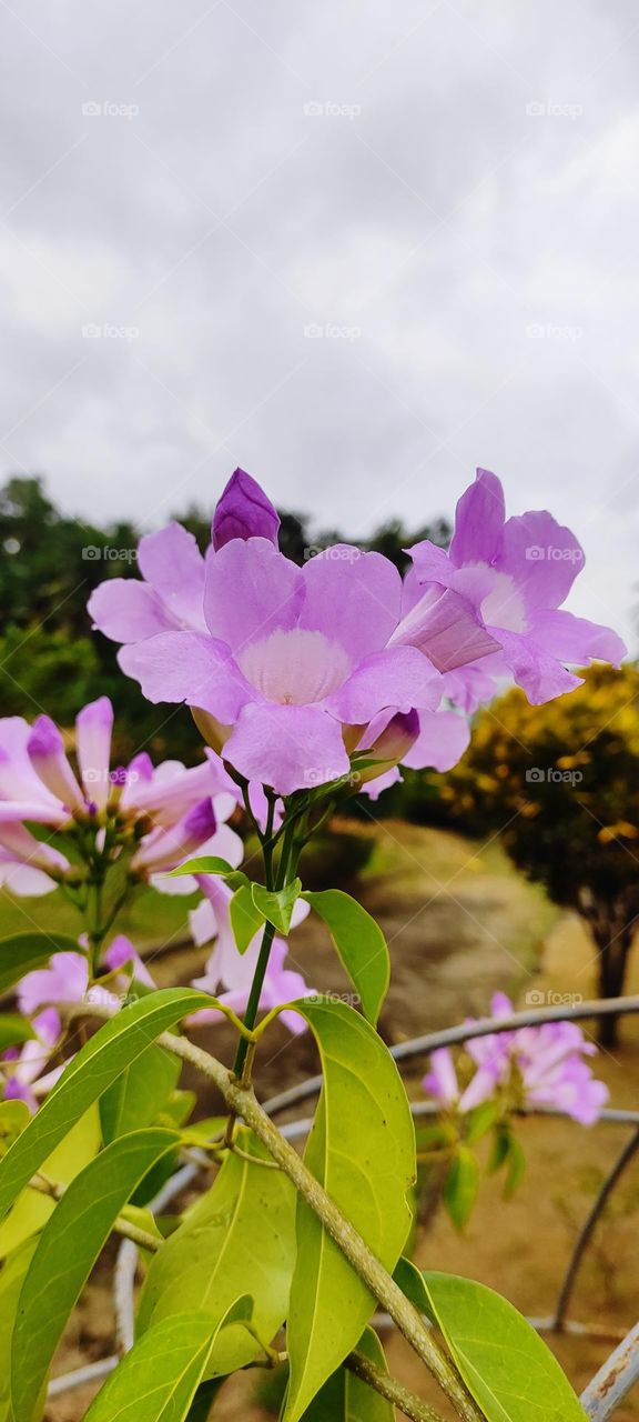 syamf41@gmail.com paypal help me