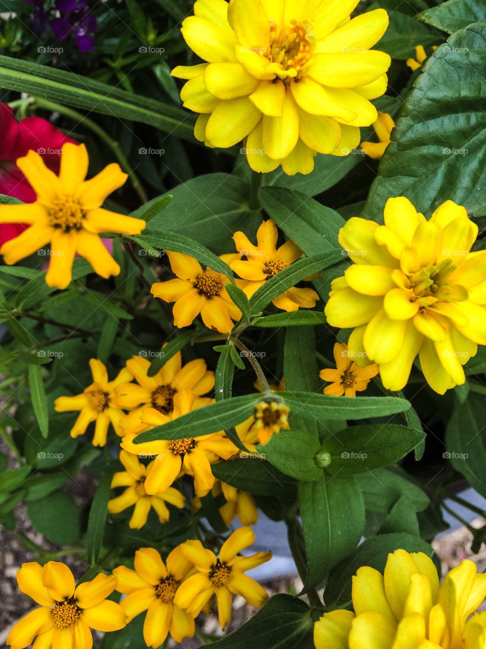 Yellow is the color of the flowers that sit outside my door. 