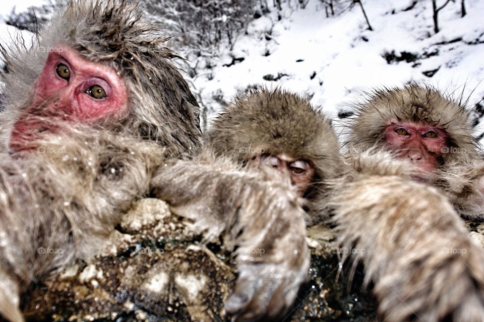 Japanese Snow Monkeys . Japanese Snow Monkey, Japan 