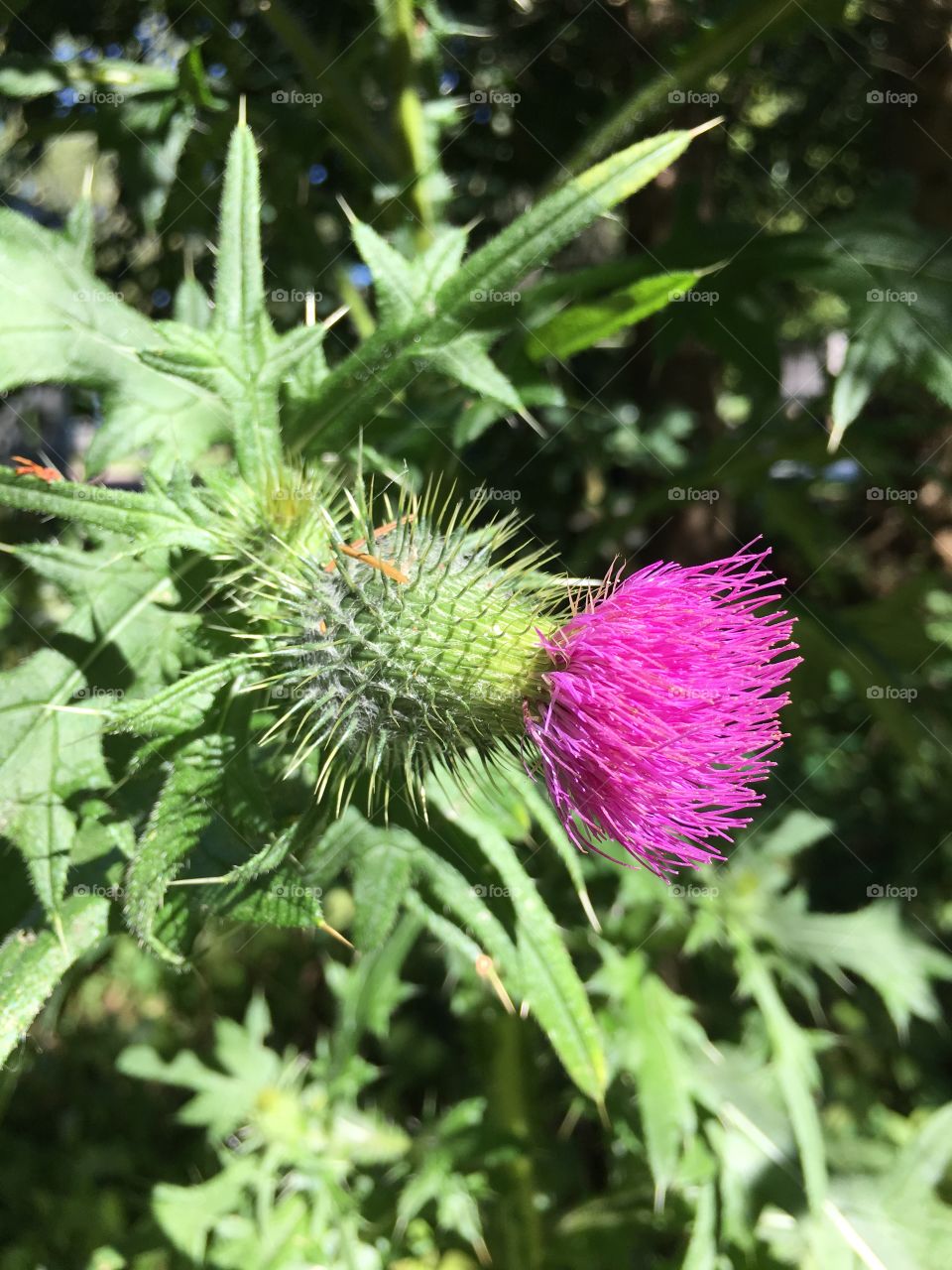 Thistle