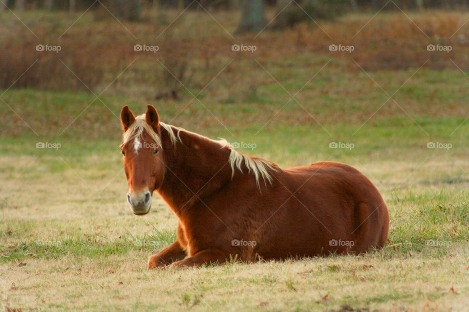 Blaze. Blaze relaxing and enjoying the sunset