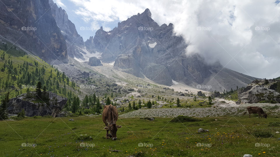 Hiking trail in the mountains, cows grazing on the meadow 