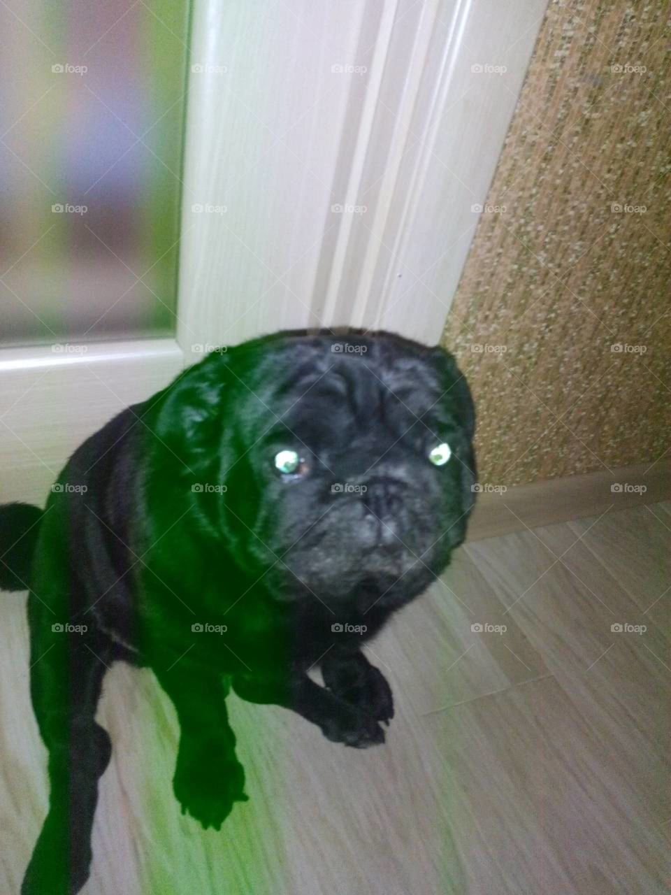 dog pug gilty