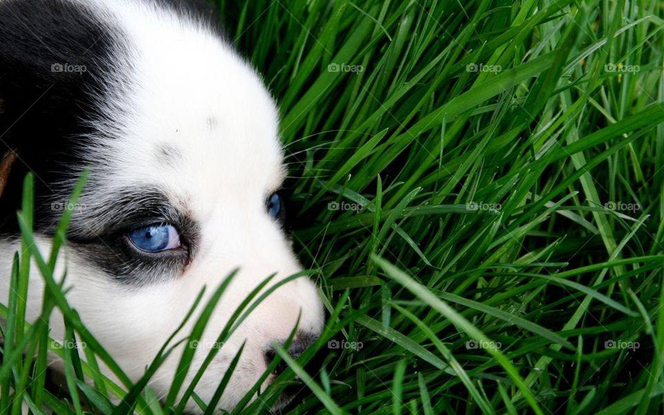 blue eyes beauty with innocence.