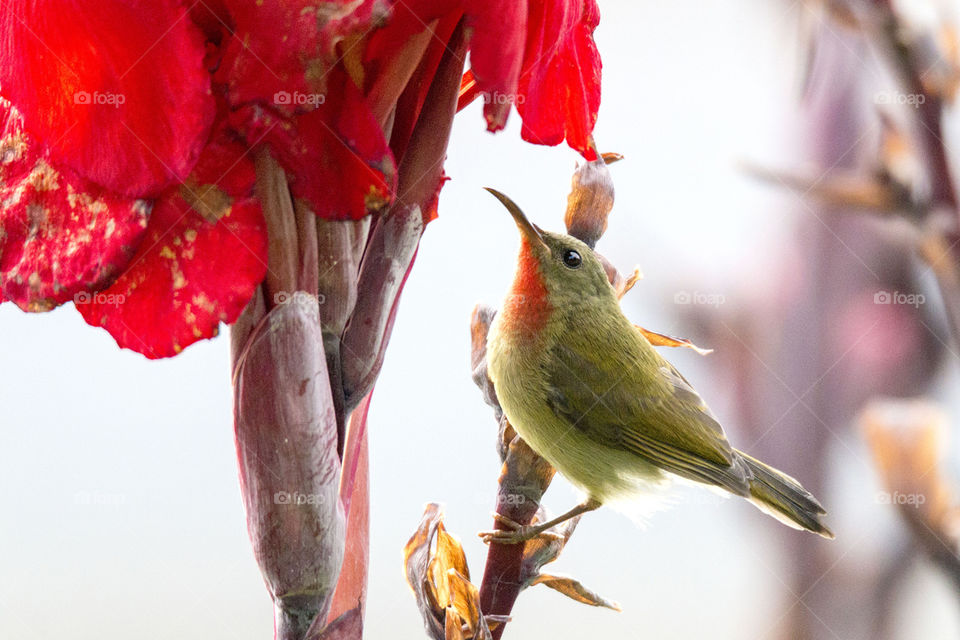 Crimson Sunbird (Male Eclipse)