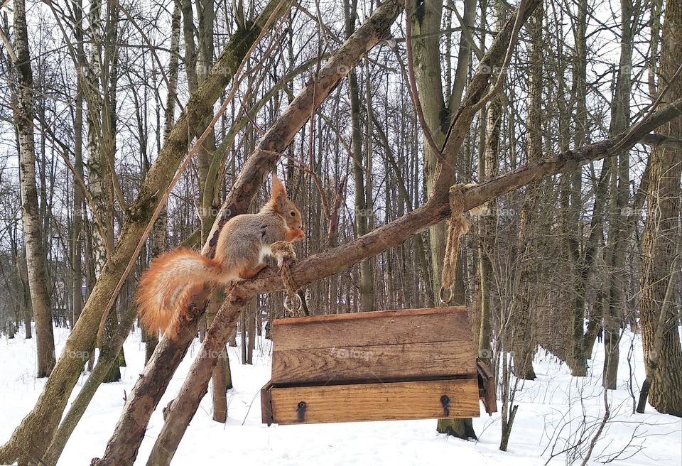 urban animal squirrel