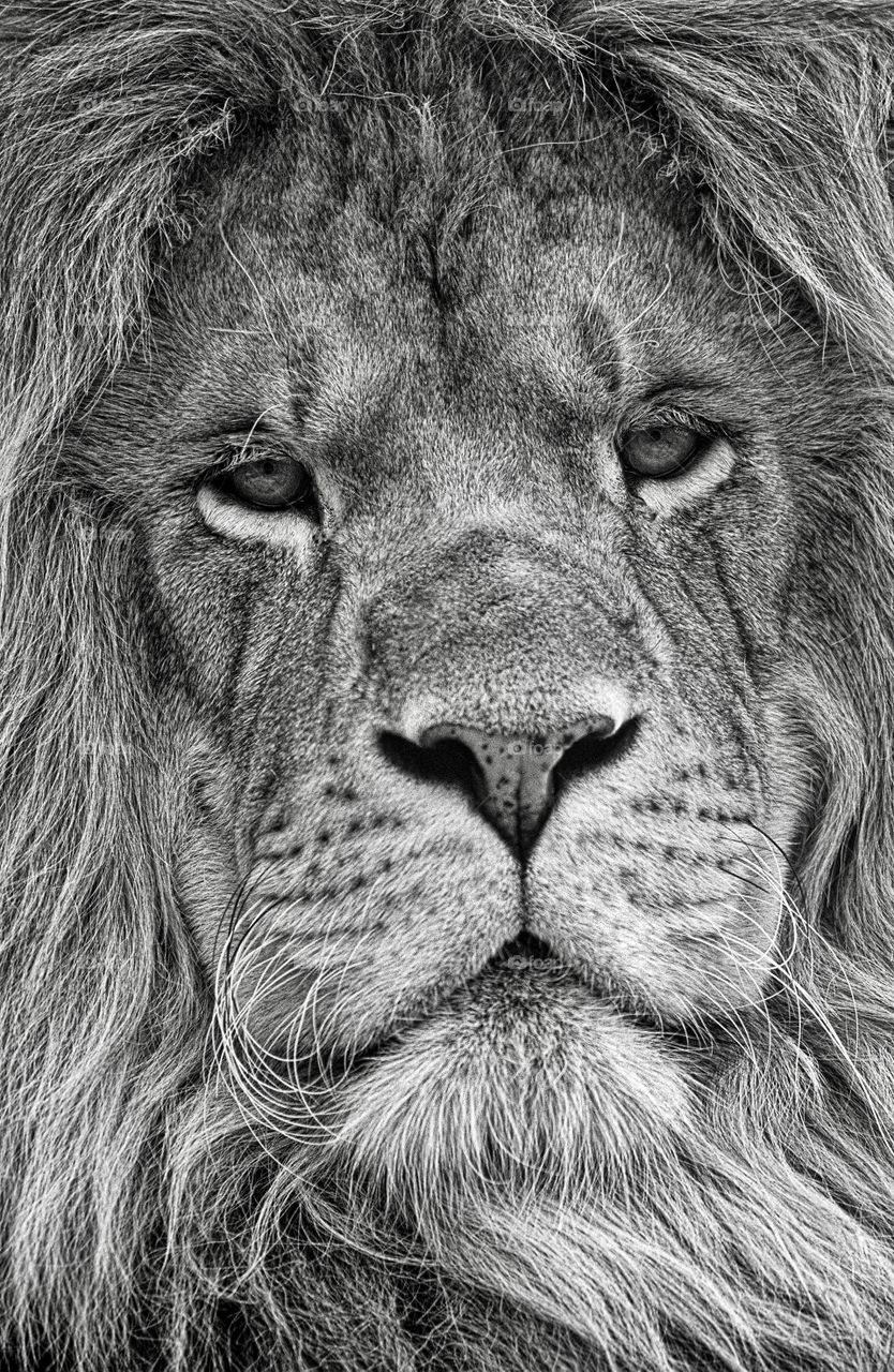 'Warrior'. A close up facial portrait of a lion king in monochrome.