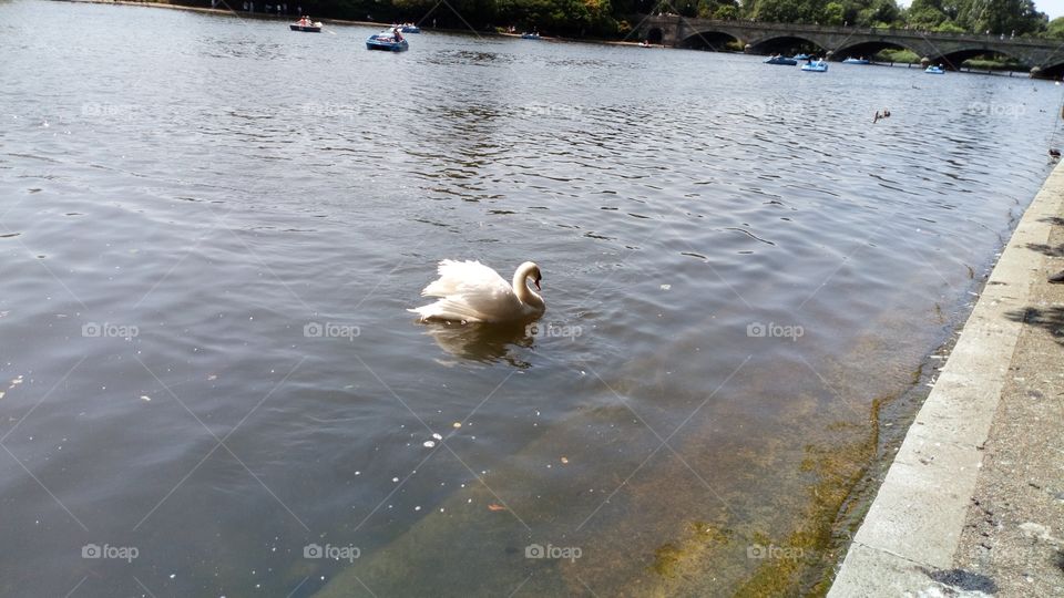 Swan alone