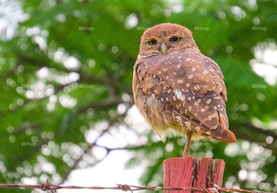 Little Owl