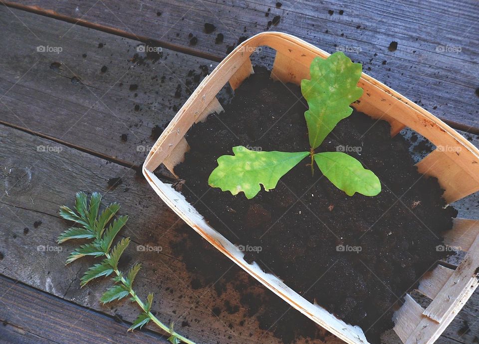 spring seedling of a young oak tree