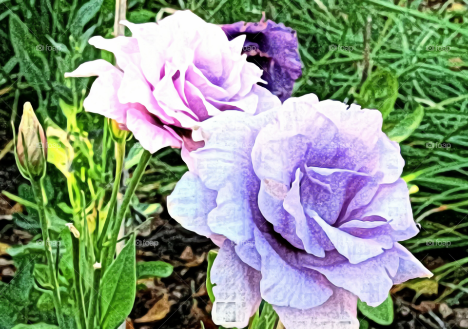 Blooms despite the Fall weather in the Gardens