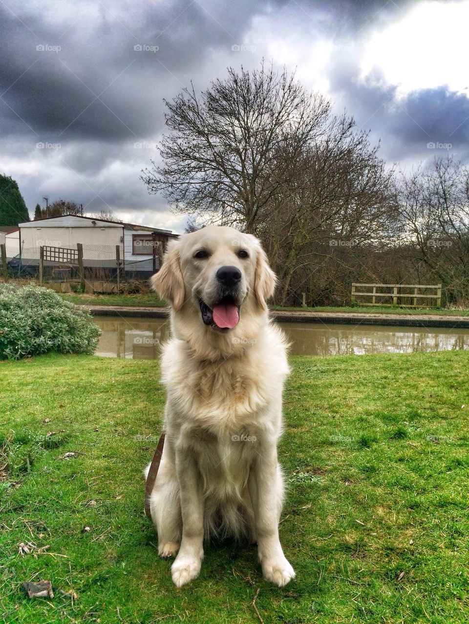 Dog sitting in the garden