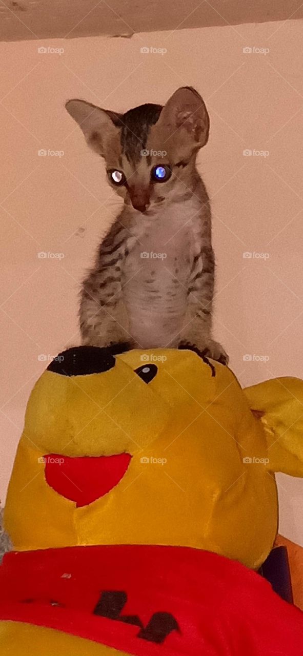 my grey sitting in my poo