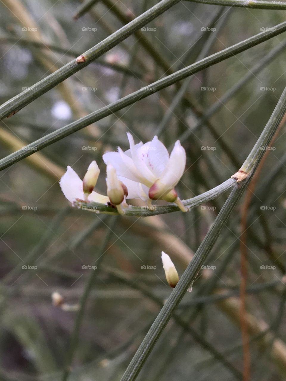 Spring is not so far : first blooming bush