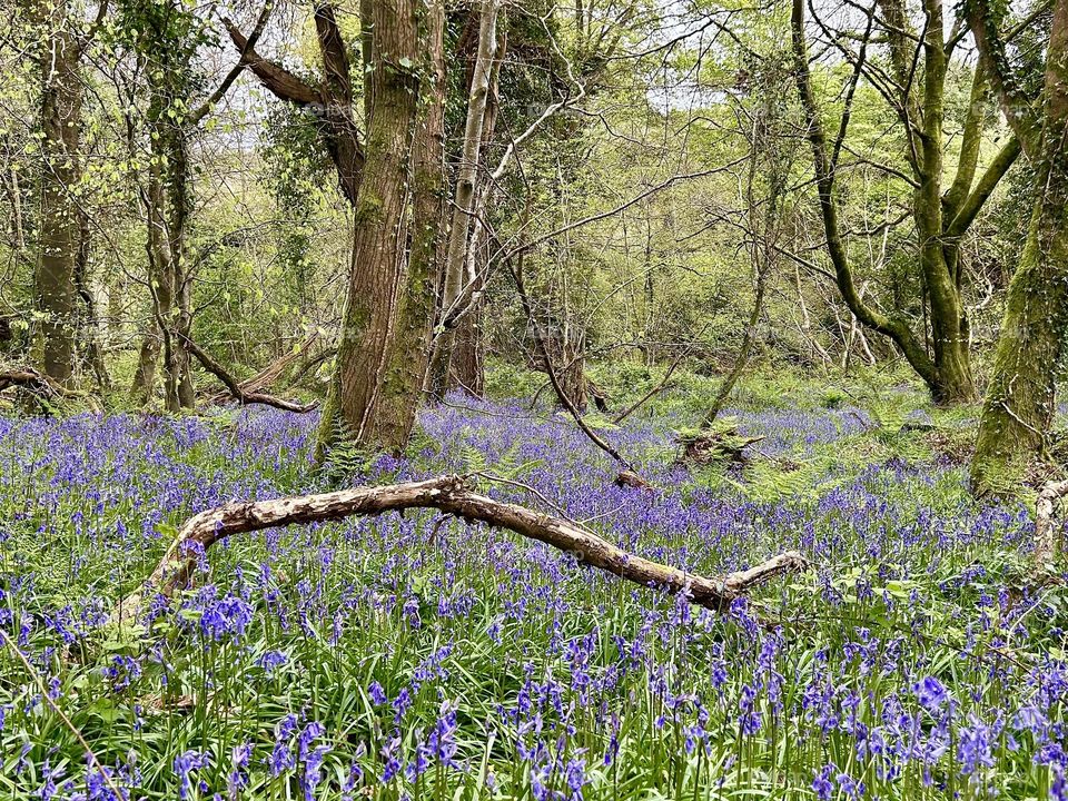 Bluebell wood