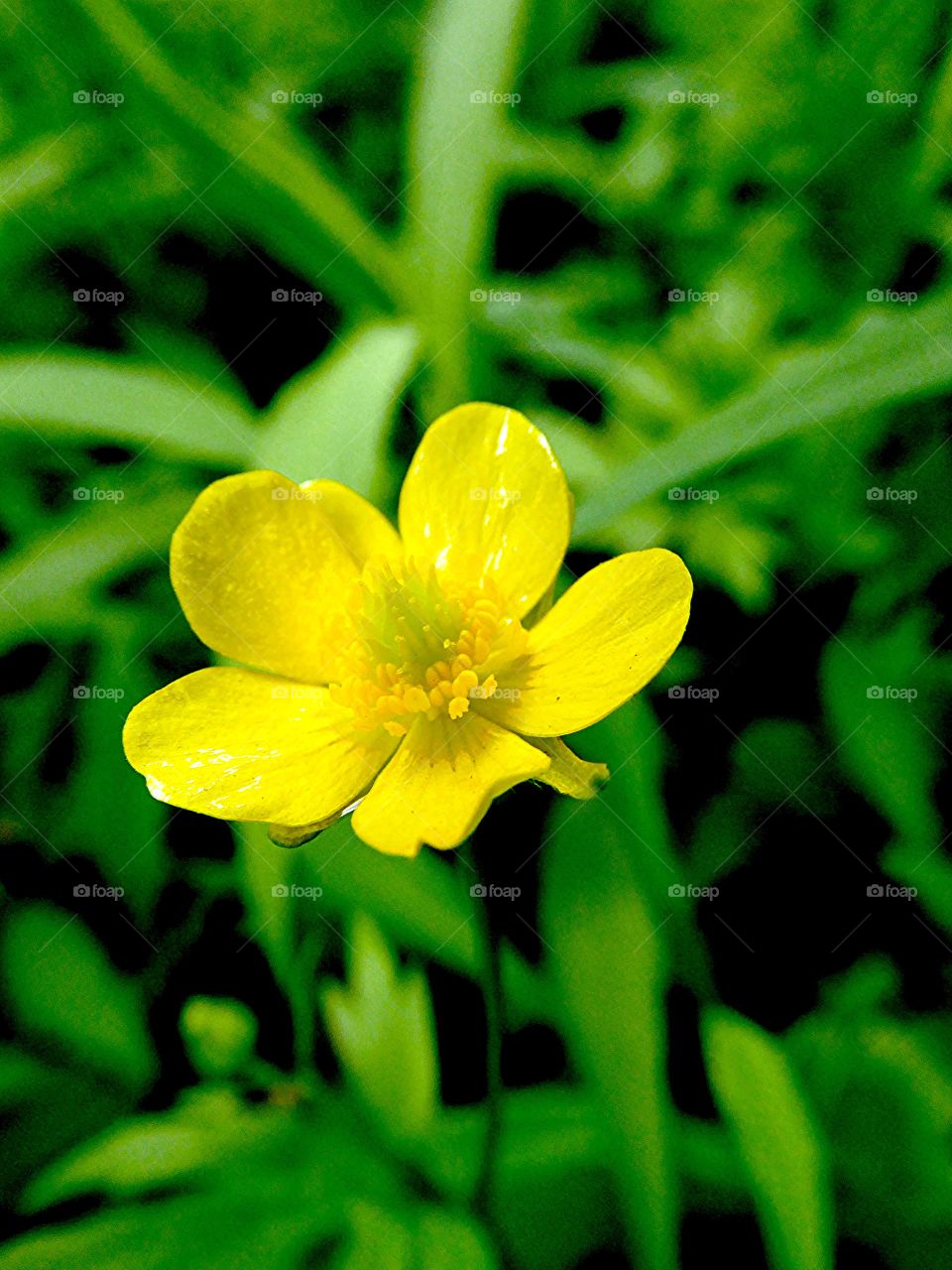 Buttercup in tionesta forest warren pa USA . A common flower called a buttercup in macro