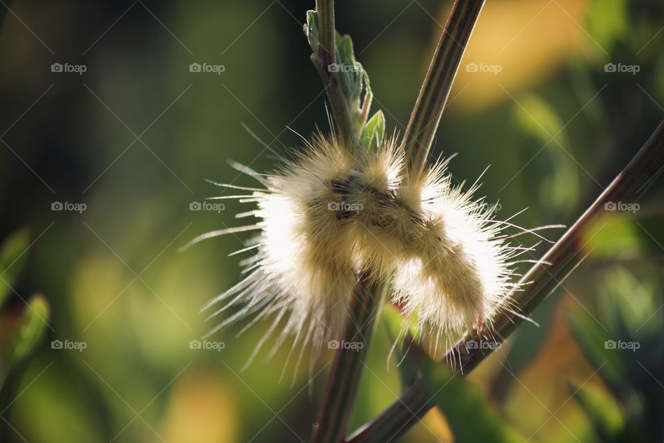 Woolly bear caterpillar 