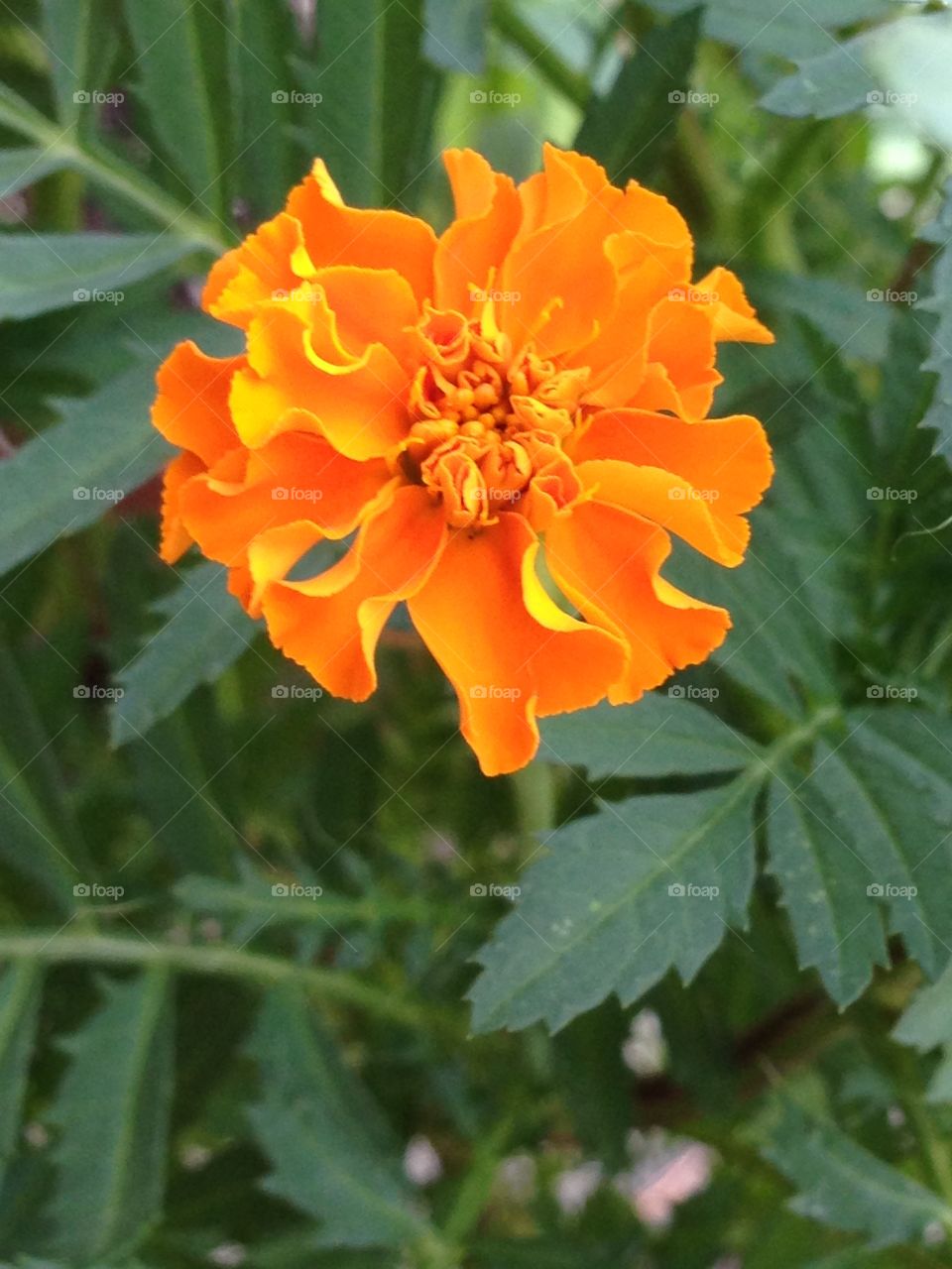 Marigold