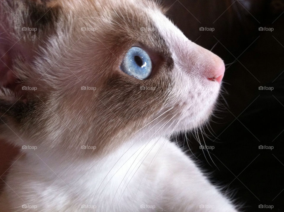 blue cat eye pet by brookehoran76