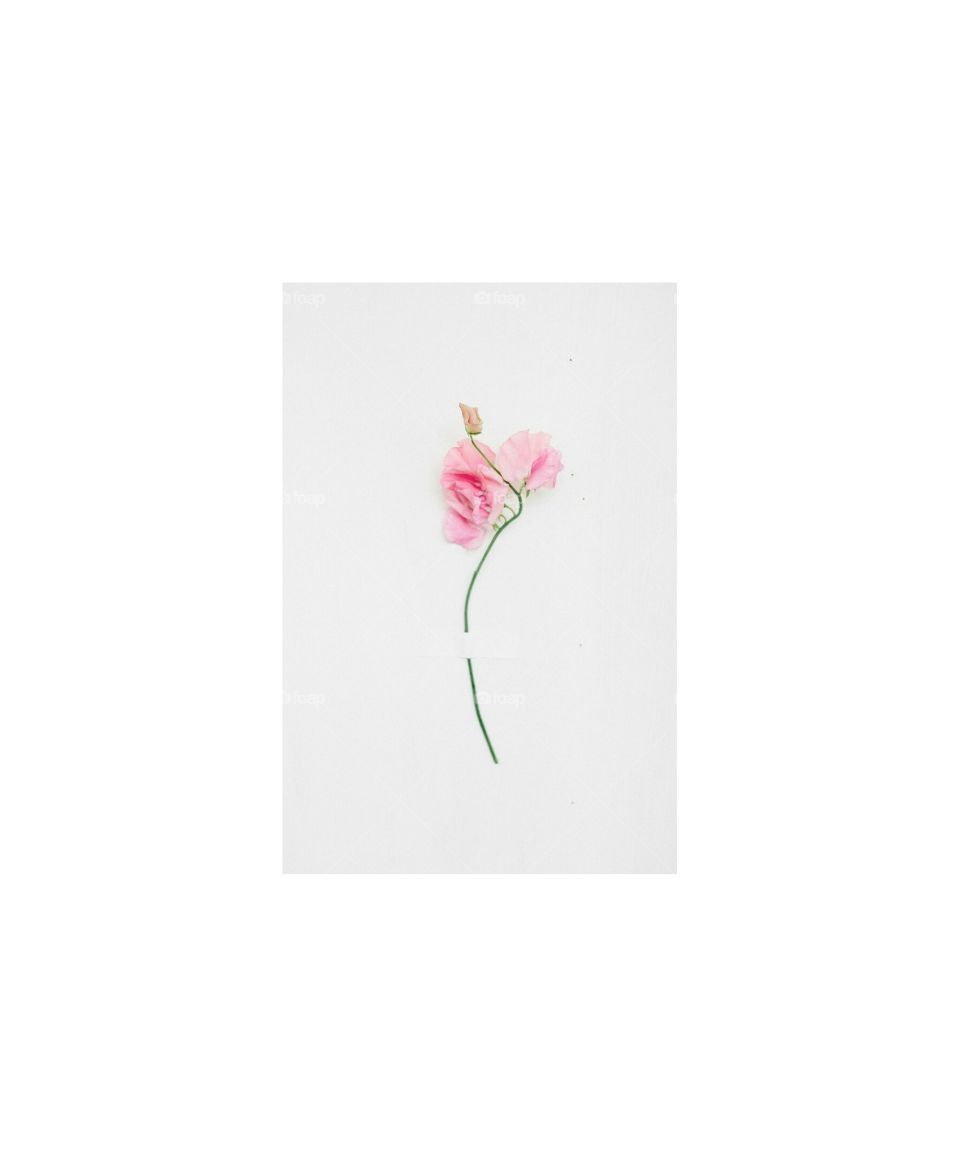Pink Flower Minimal