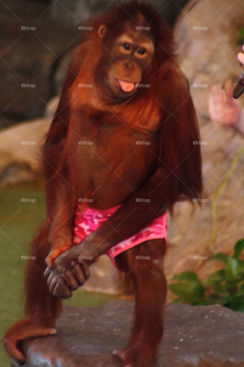 Orangutan in shorts