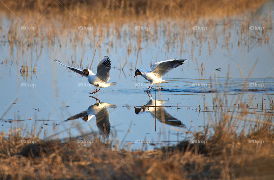 Two cheerful black headed gulls performing mating rituals above water on April evening in Espoo, Finland