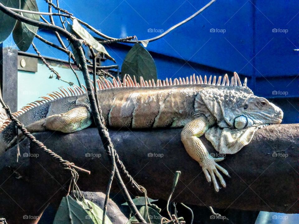 an iguana resting