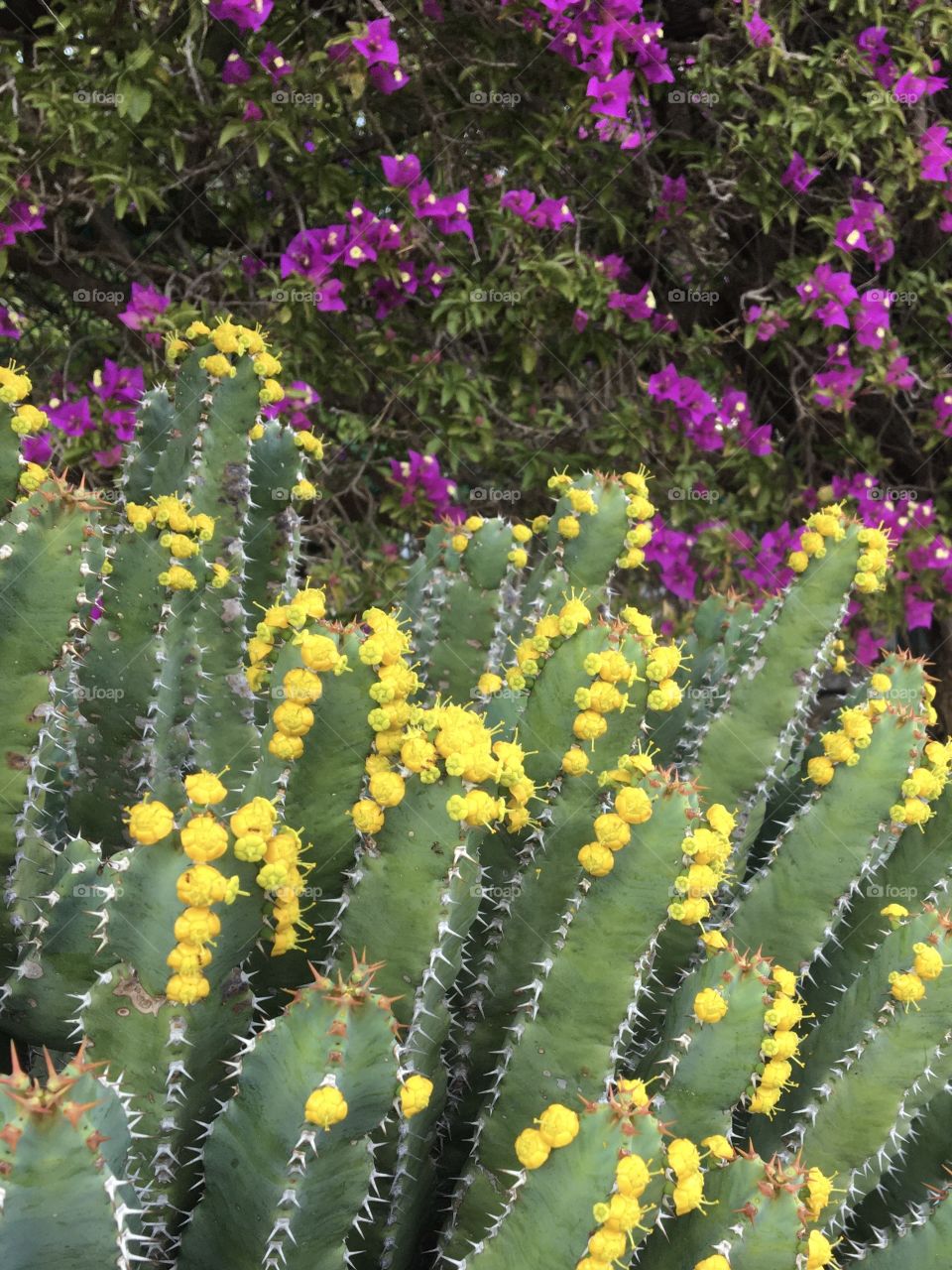 Yellow blooming cactus 