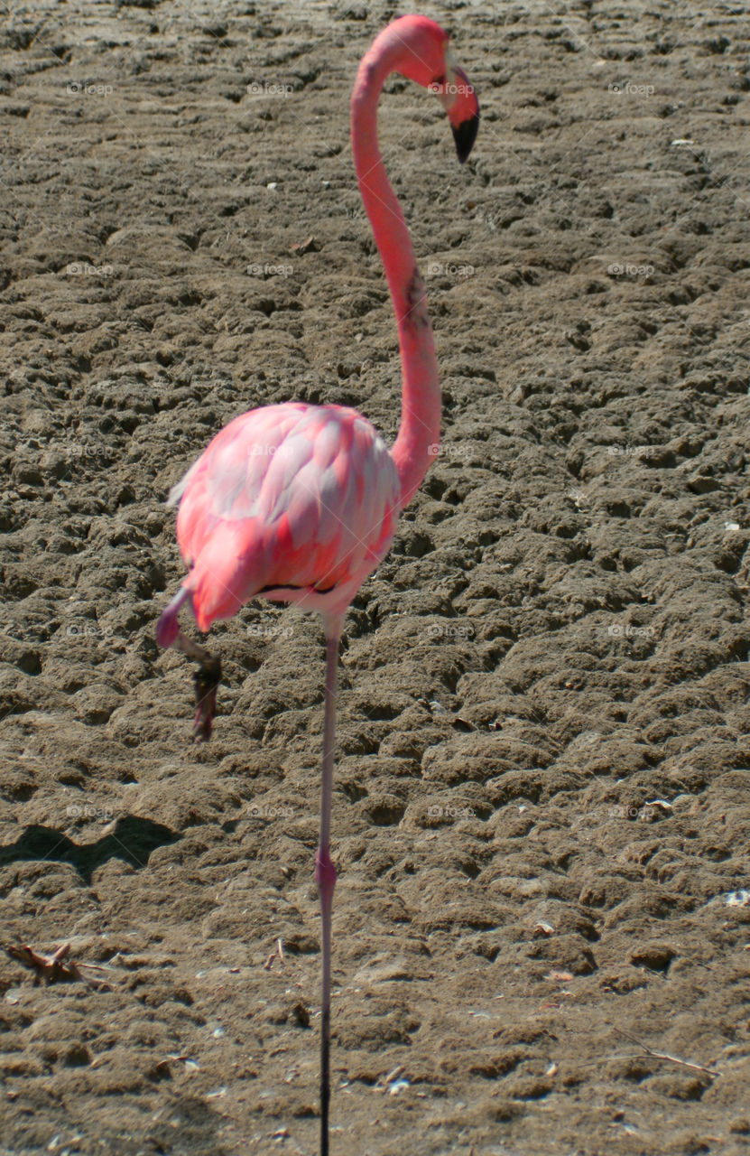 PINK COLOR STORY: Pink is the color most often associated with charm, politeness, sensitivity,
tenderness, sweetness, childhood, femininity, and romance! Think Pink!