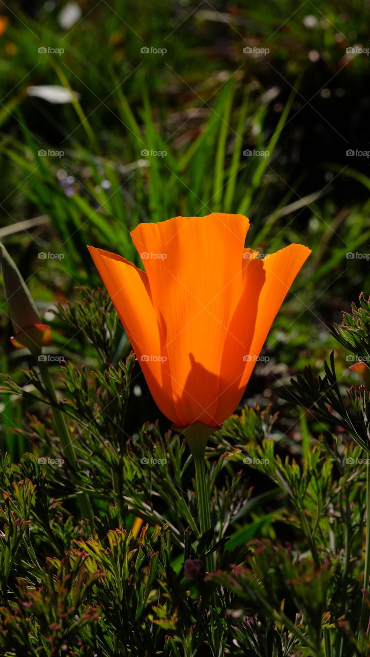 Cup of gold, the California Poppy.