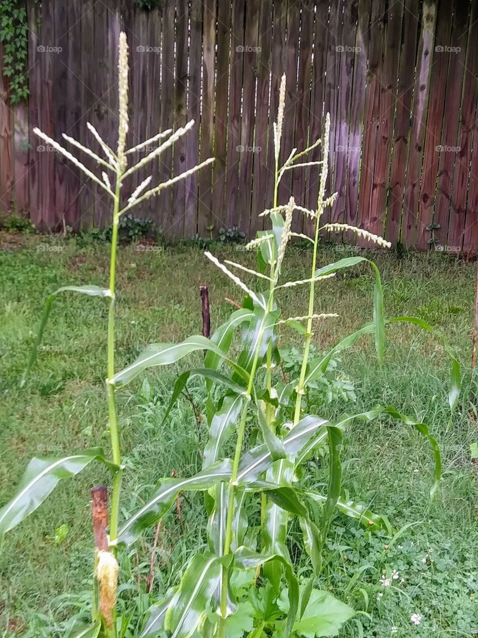 corn in bloom