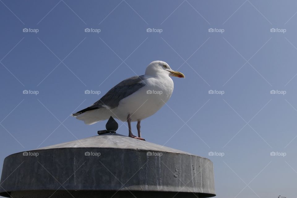 Seagull 