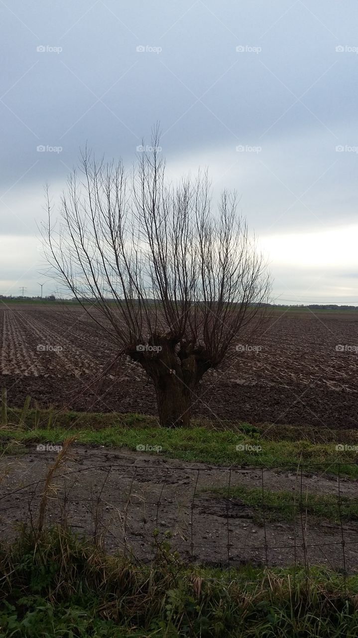 photographed a beautiful tree